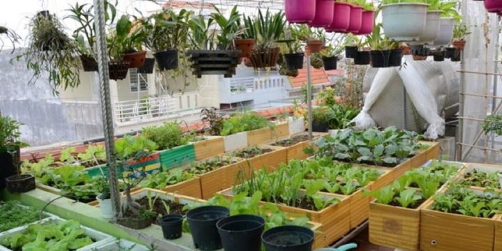 Top 8 thiết kế vườn rau trên sân thượng đẹp, dễ thực hiện