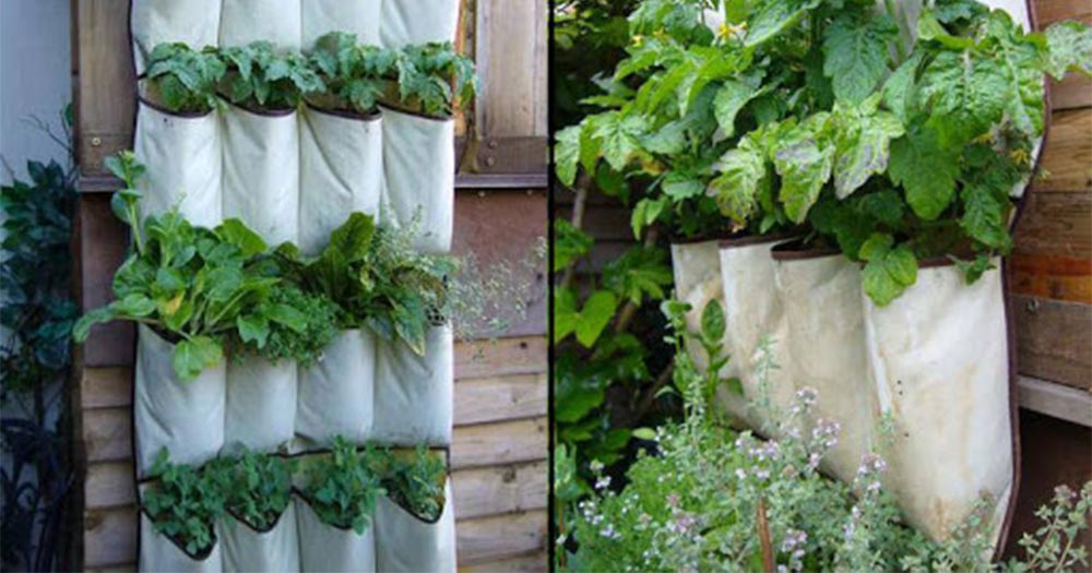 Thiết kế vườn rau trên sân thượng bằng túi vải