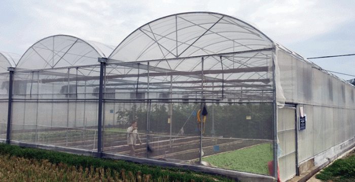 Cách thiết kế nhà lưới trồng rau sạch chuẩn kỹ thuật