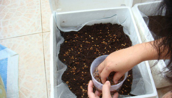 Cách gieo trồng cải bẹ xanh bằng hạt