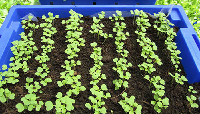 Hướng dẫn cách trồng cải bẹ xanh