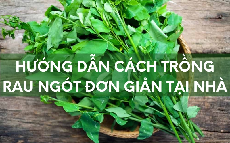 Cách Trồng Rau Ngót Đơn Giản Và Nhanh Chóng Tại Nhà